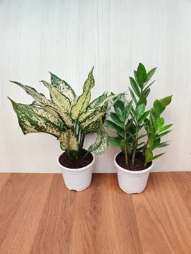 Air Purifying Plant Sets - ZZ Plant and Aglaonema Snow White - Plastic Pots - Home, Office, and Gift