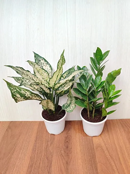 Air Purifying Plant Sets - ZZ Plant and Aglaonema Snow White - Plastic Pots - Home, Office, and Gift