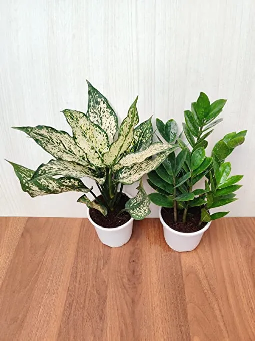 Air Purifying Plant Sets - ZZ Plant and Aglaonema Snow White - Plastic Pots - Home, Office, and Gift