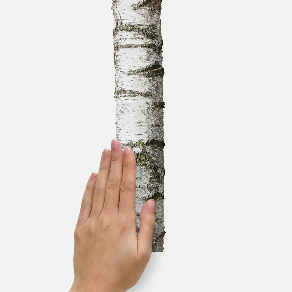 Realistic Birch Trees Peel and Stick Giant Wall Decals